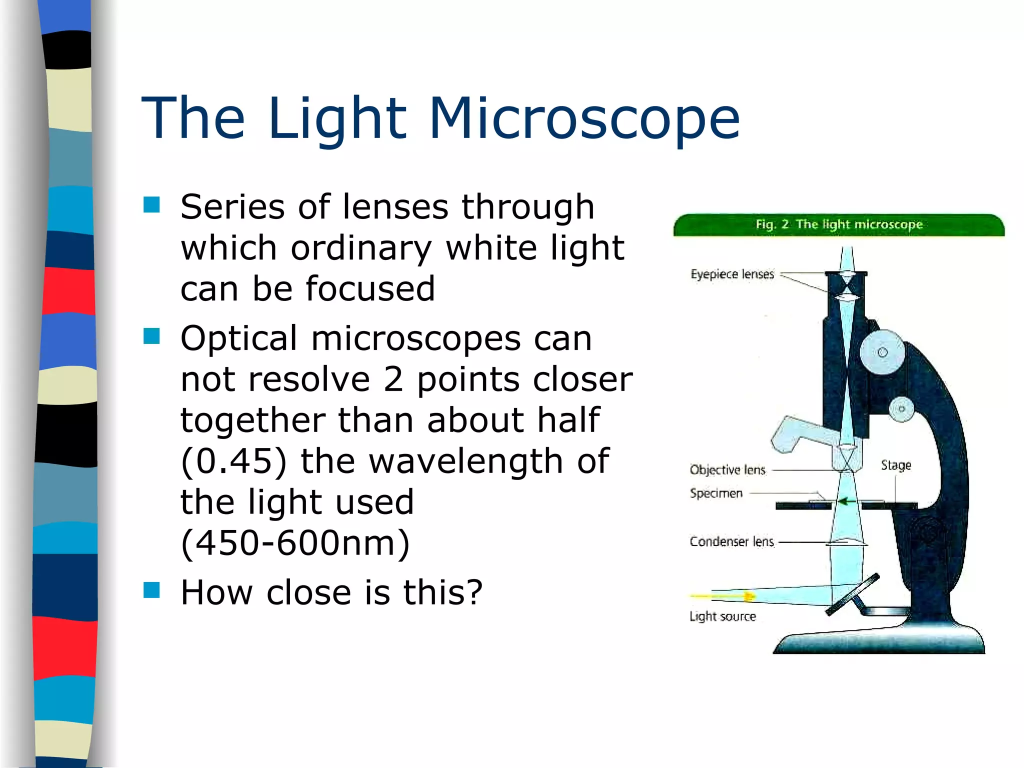 The Light Microscope Series of lenses through which ordinary white light can be focused Optical microscopes can not resolve 2 points closer together than about half (0.45) the wavelength of the light used (450-600nm) How close is this? 