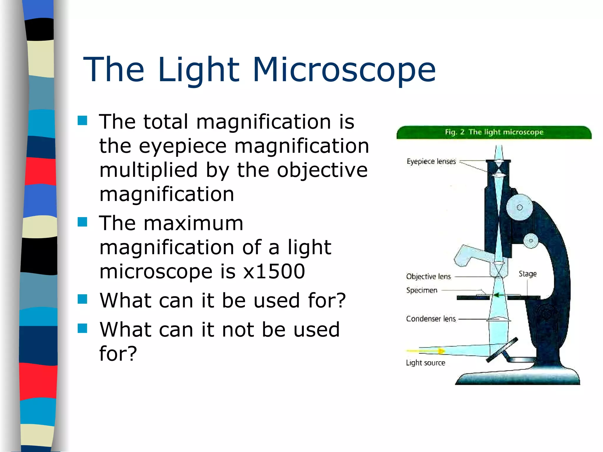 The Light Microscope The total magnification is the eyepiece magnification multiplied by the objective magnification The maximum magnification of a light microscope is x1500  What can it be used for? What can it not be used for? 