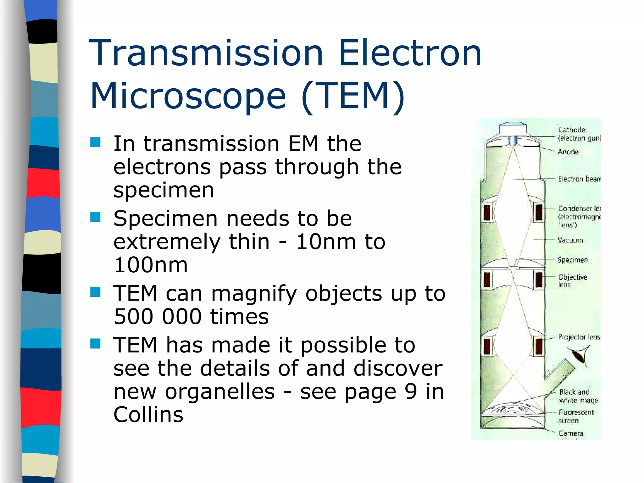 Transmission Electron Microscope (TEM) In transmission EM the electrons pass through the specimen Specimen needs to be extremely thin - 10nm to 100nm TEM can magnify objects up to 500 000 times TEM has made it possible to see the details of and discover new organelles - see page 9 in Collins 