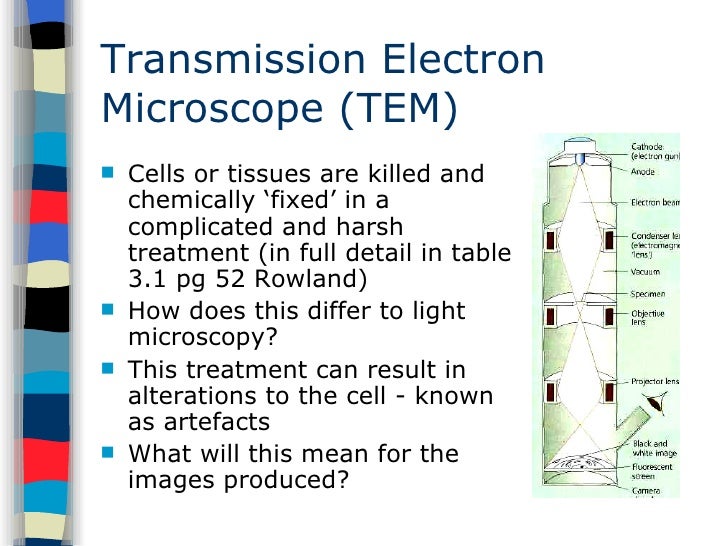does transmission electron microscope produce 3d images does transmission electron microscope produce 3d images