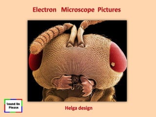 Electron   Microscope  Pictures  Helga design 