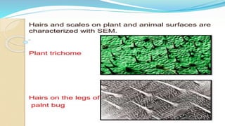 ELECTRON MICROSCOPE TYPES: SEM & TEM NOTES PPT | PPTX