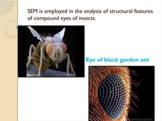 SEM is employed in the analysis of structural features
of compound eyes of insects.
Eye of black garden ant
 