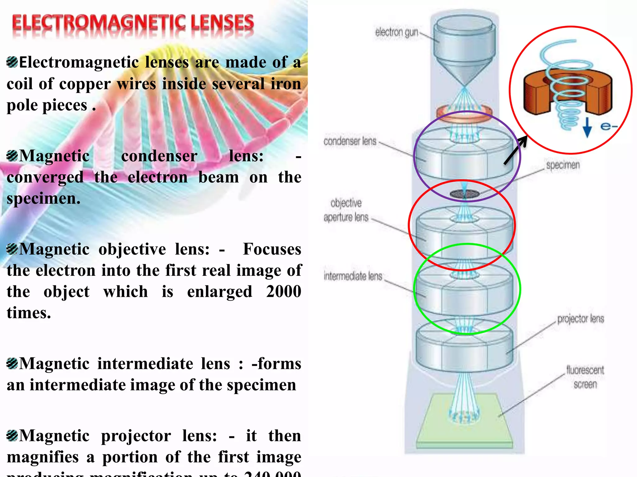 Electromagnetic lenses are made of a
coil of copper wires inside several iron
pole pieces .
Magnetic condenser lens: -
converged the electron beam on the
specimen.
Magnetic objective lens: - Focuses
the electron into the first real image of
the object which is enlarged 2000
times.
Magnetic intermediate lens : -forms
an intermediate image of the specimen
Magnetic projector lens: - it then
magnifies a portion of the first image
 