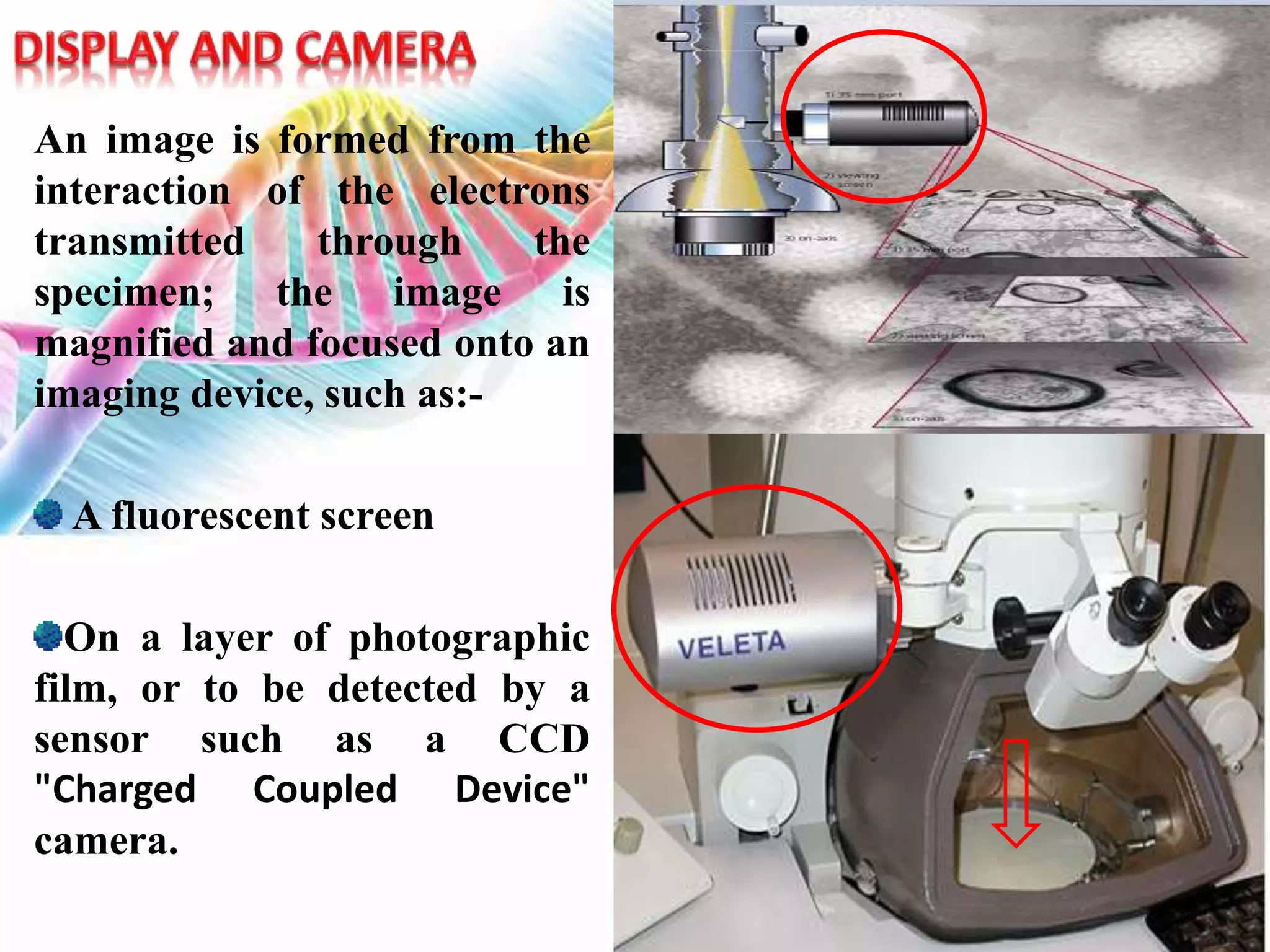 An image is formed from the
interaction of the electrons
transmitted through the
specimen; the image is
magnified and focused onto an
imaging device, such as:-
A fluorescent screen
On a layer of photographic
film, or to be detected by a
sensor such as a CCD
"Charged Coupled Device"
camera.
 