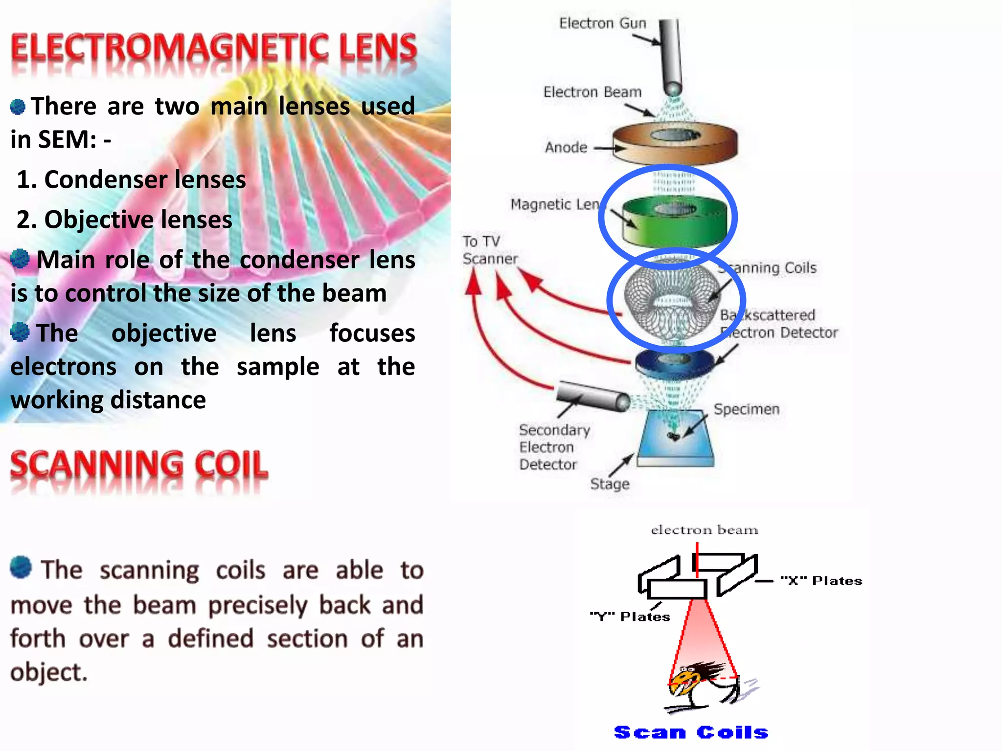 There are two main lenses used
in SEM: -
1. Condenser lenses
2. Objective lenses
Main role of the condenser lens
is to control the size of the beam
The objective lens focuses
electrons on the sample at the
working distance
 