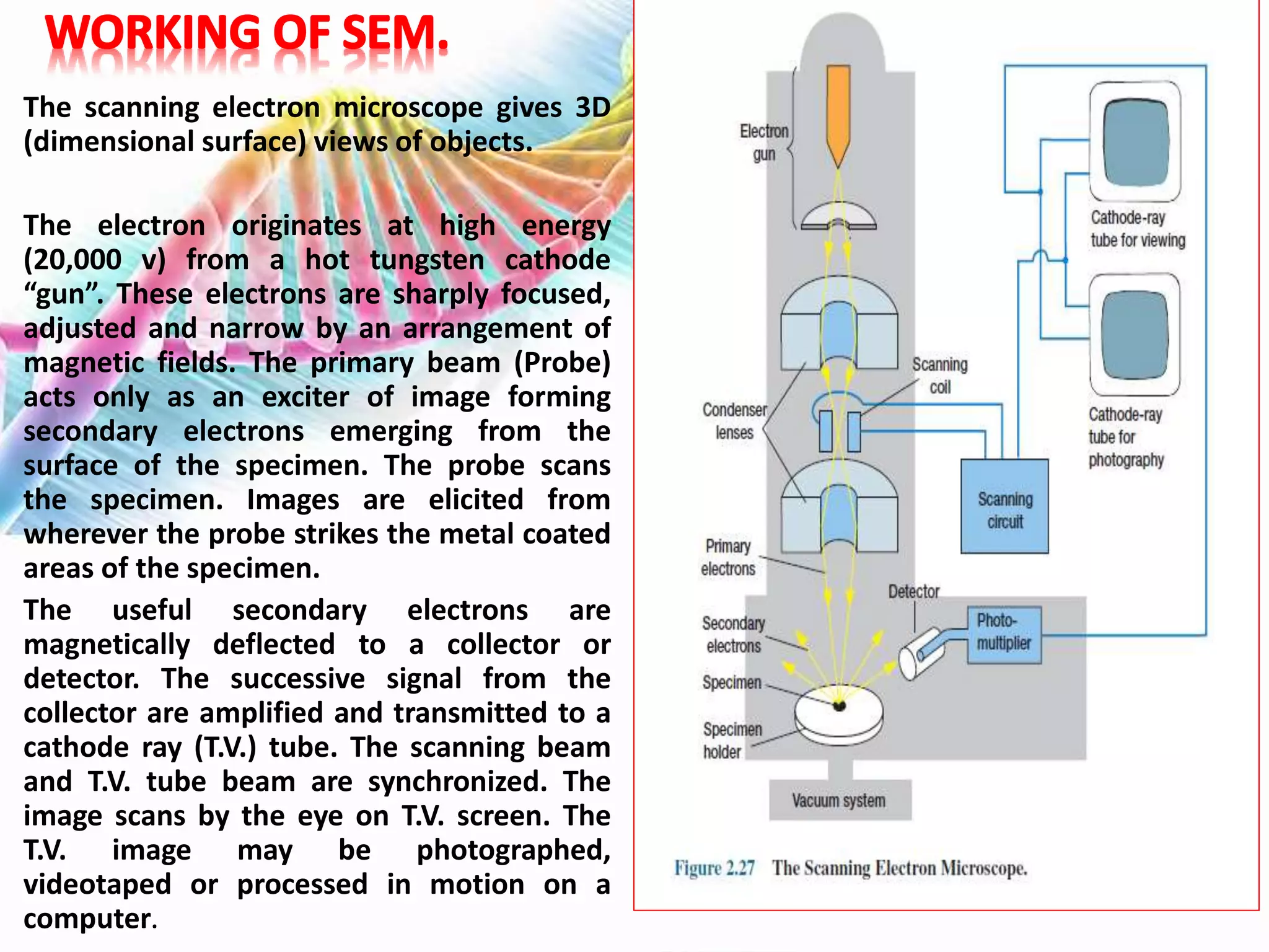 The scanning electron microscope gives 3D
(dimensional surface) views of objects.
The electron originates at high energy
(20,000 v) from a hot tungsten cathode
“gun”. These electrons are sharply focused,
adjusted and narrow by an arrangement of
magnetic fields. The primary beam (Probe)
acts only as an exciter of image forming
secondary electrons emerging from the
surface of the specimen. The probe scans
the specimen. Images are elicited from
wherever the probe strikes the metal coated
areas of the specimen.
The useful secondary electrons are
magnetically deflected to a collector or
detector. The successive signal from the
collector are amplified and transmitted to a
cathode ray (T.V.) tube. The scanning beam
and T.V. tube beam are synchronized. The
image scans by the eye on T.V. screen. The
T.V. image may be photographed,
videotaped or processed in motion on a
computer.
 