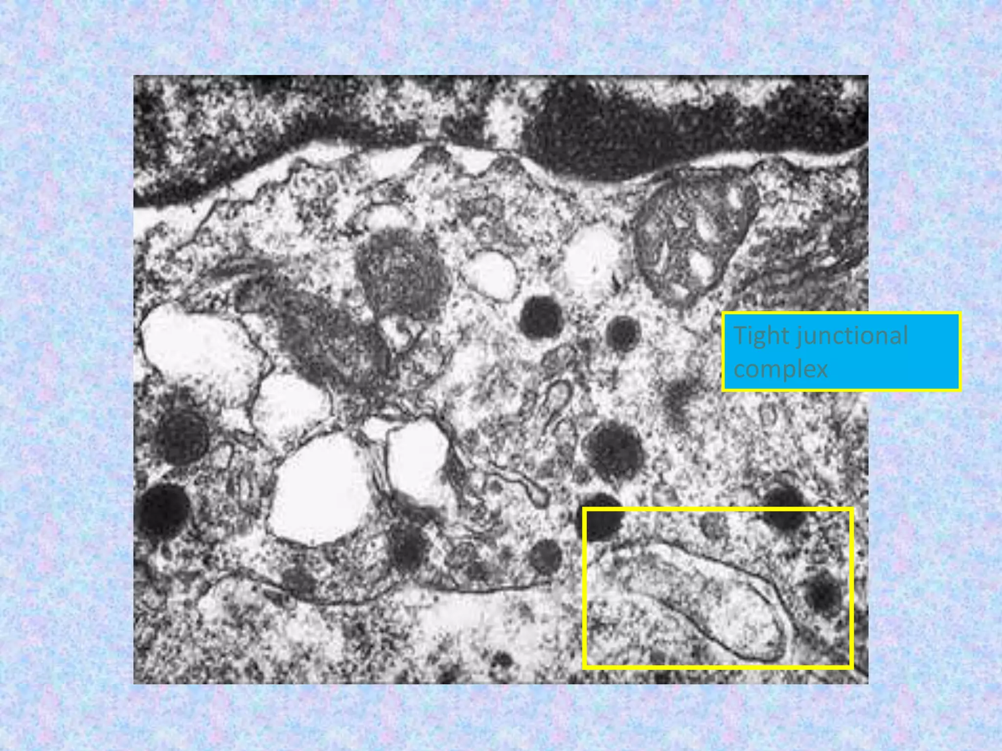 Tight junctional
complex
 