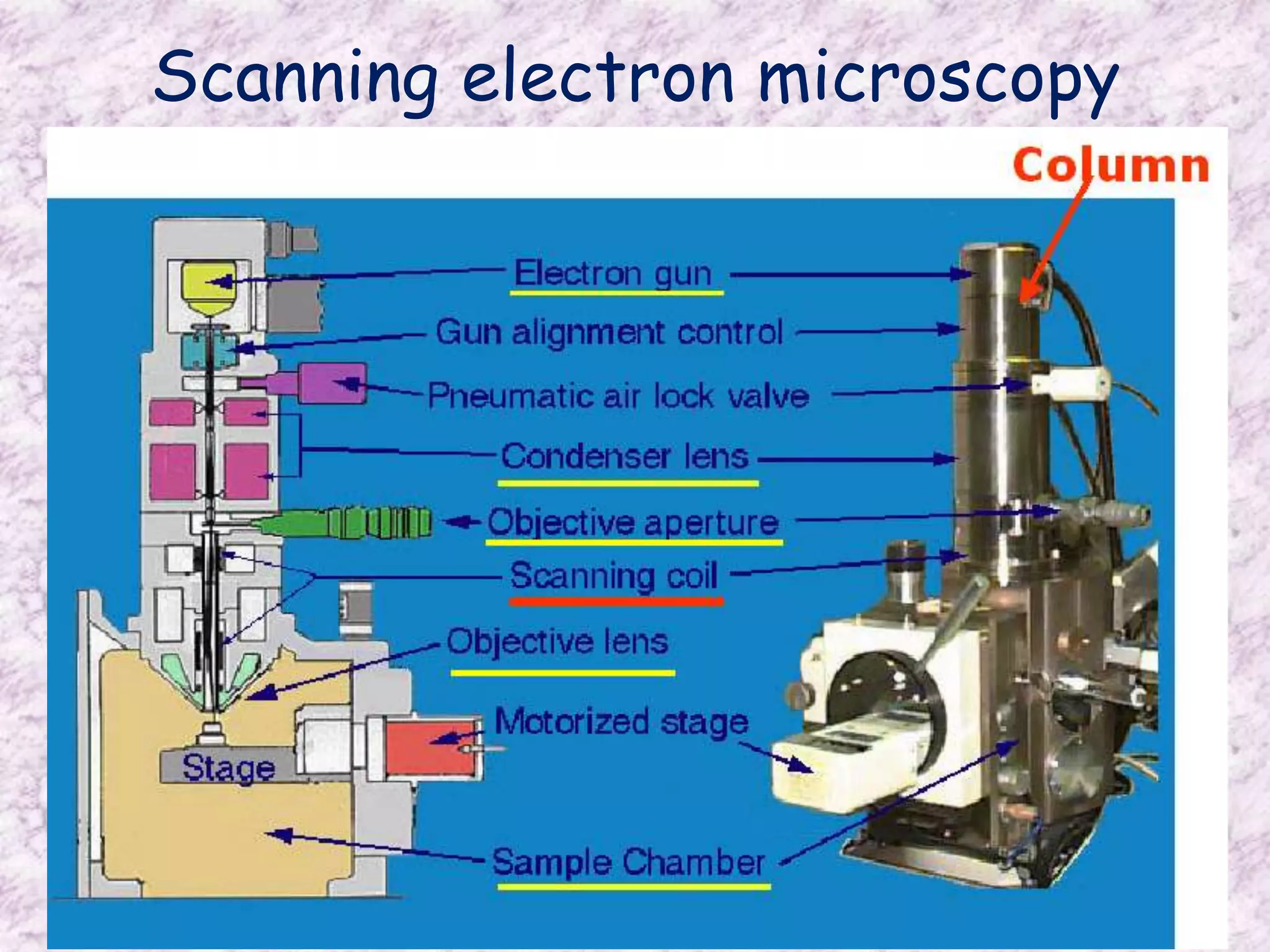 Scanning electron microscopy
 