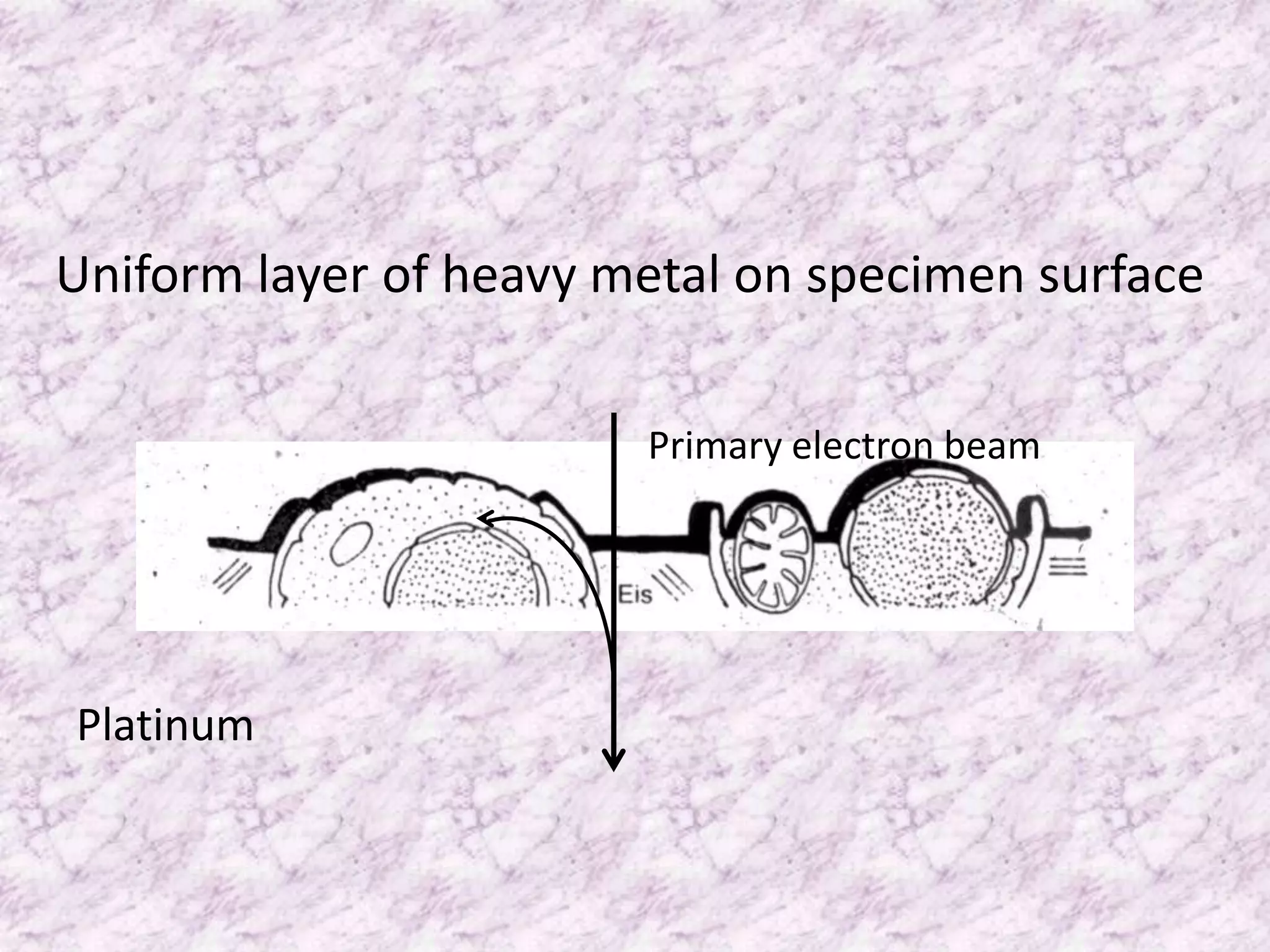 Uniform layer of heavy metal on specimen surface

                        Primary electron beam




Platinum
 