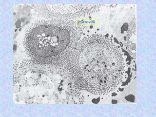microvilli
 