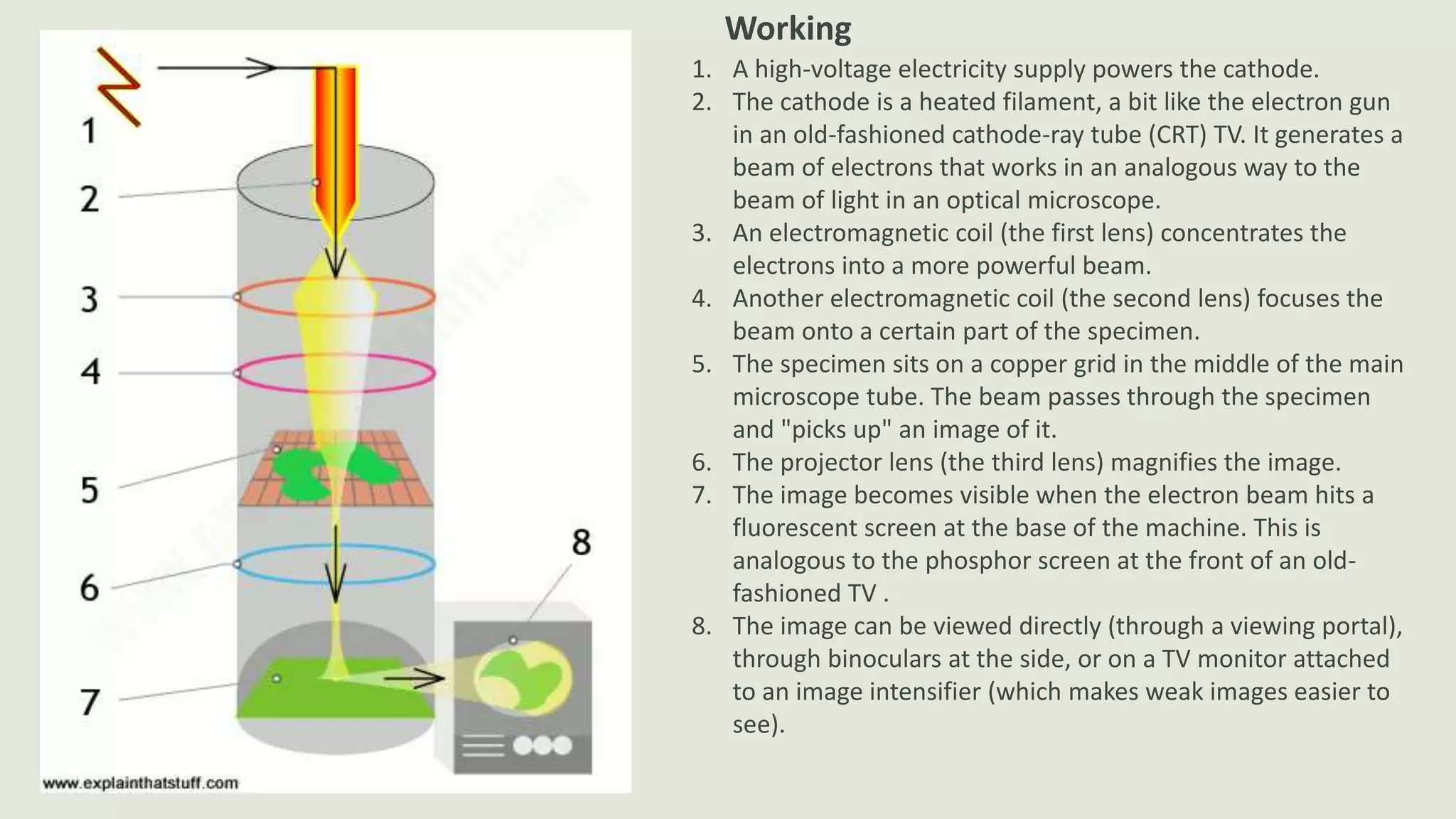1. A high-voltage electricity supply powers the cathode.
2. The cathode is a heated filament, a bit like the electron gun
in an old-fashioned cathode-ray tube (CRT) TV. It generates a
beam of electrons that works in an analogous way to the
beam of light in an optical microscope.
3. An electromagnetic coil (the first lens) concentrates the
electrons into a more powerful beam.
4. Another electromagnetic coil (the second lens) focuses the
beam onto a certain part of the specimen.
5. The specimen sits on a copper grid in the middle of the main
microscope tube. The beam passes through the specimen
and "picks up" an image of it.
6. The projector lens (the third lens) magnifies the image.
7. The image becomes visible when the electron beam hits a
fluorescent screen at the base of the machine. This is
analogous to the phosphor screen at the front of an old-
fashioned TV .
8. The image can be viewed directly (through a viewing portal),
through binoculars at the side, or on a TV monitor attached
to an image intensifier (which makes weak images easier to
see).
Working
 