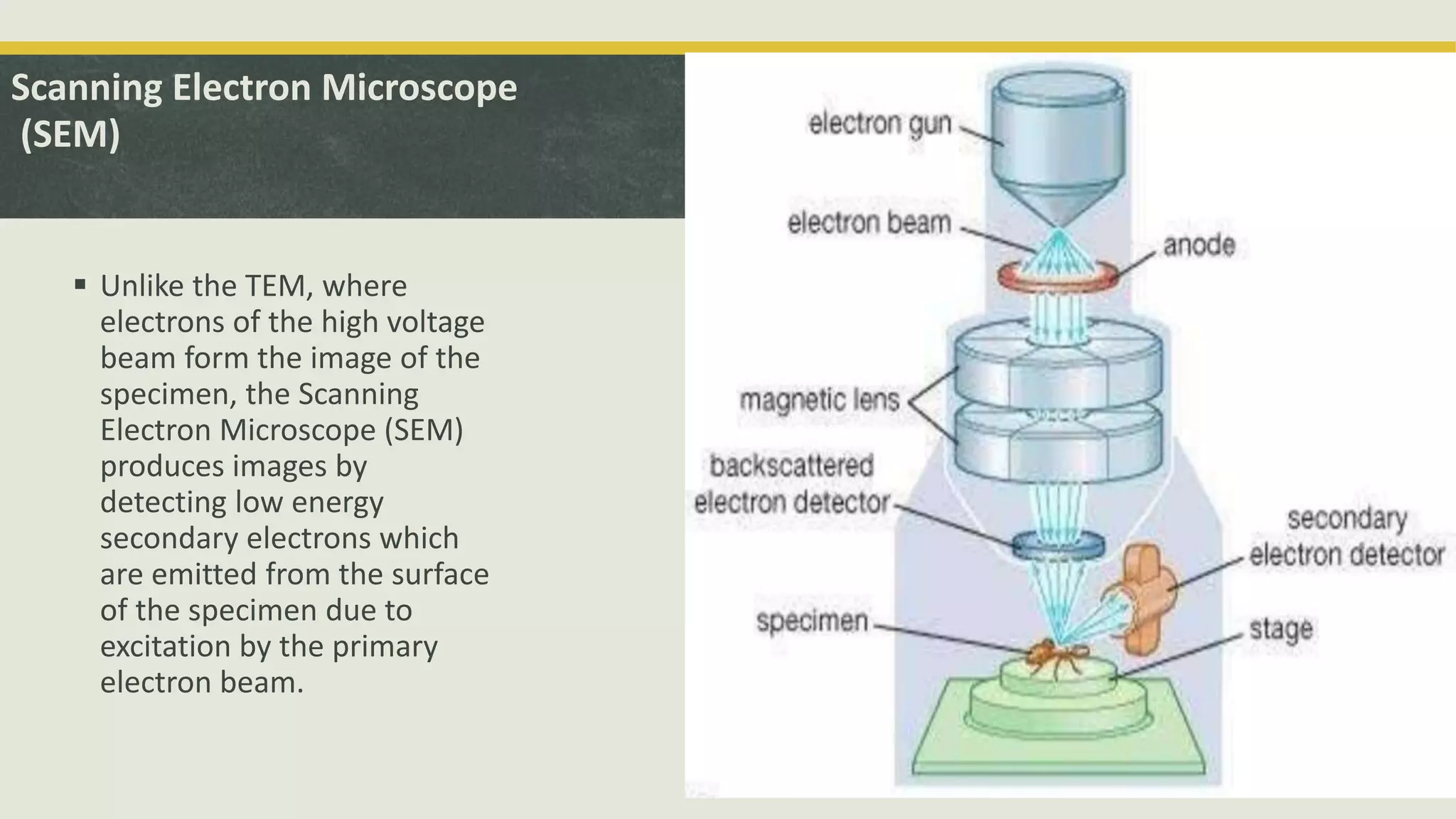 Scanning Electron Microscope
(SEM)
 Unlike the TEM, where
electrons of the high voltage
beam form the image of the
specimen, the Scanning
Electron Microscope (SEM)
produces images by
detecting low energy
secondary electrons which
are emitted from the surface
of the specimen due to
excitation by the primary
electron beam.
 
