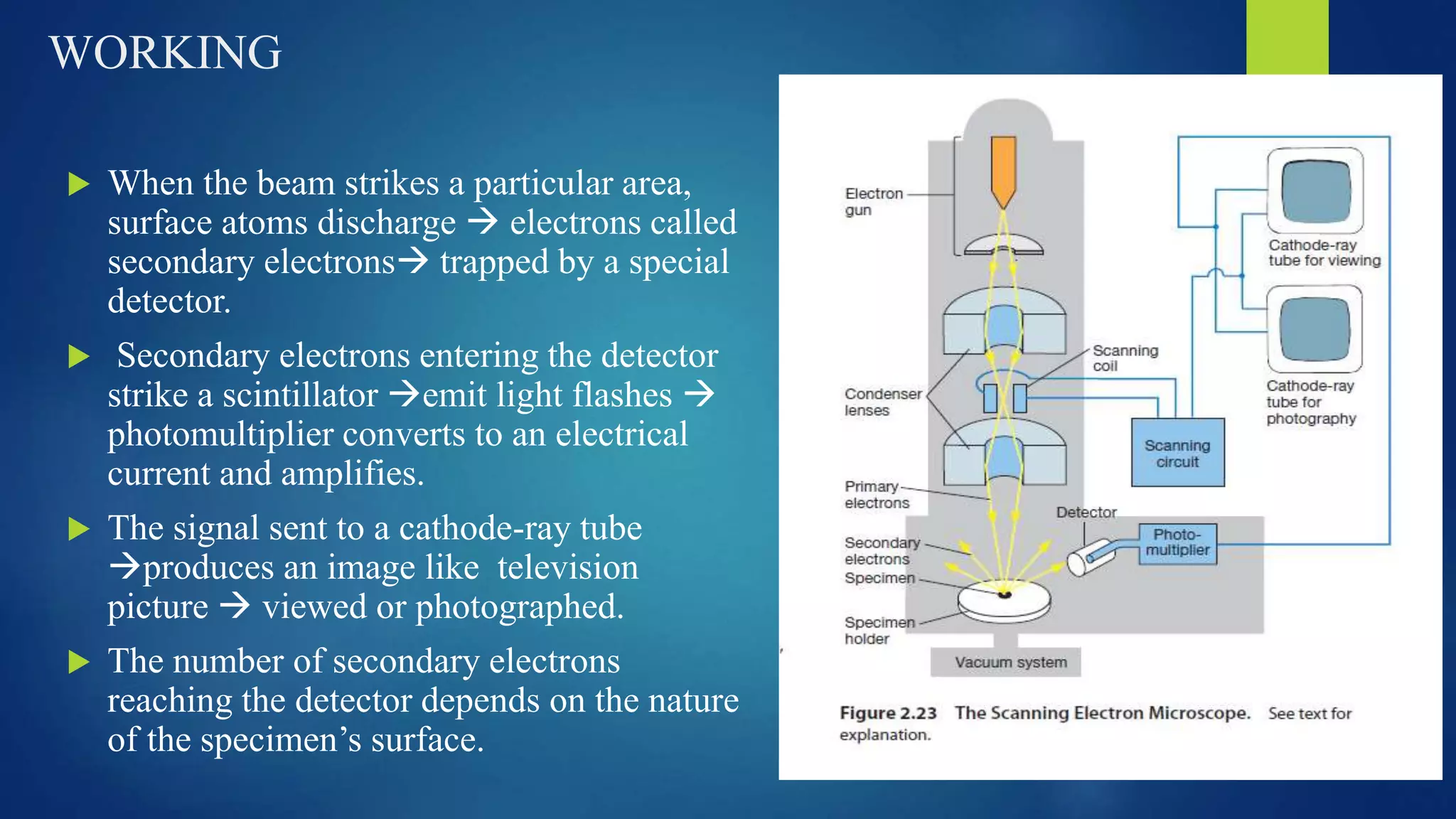 WORKING
 When the beam strikes a particular area,
surface atoms discharge  electrons called
secondary electrons trapped by a special
detector.
 Secondary electrons entering the detector
strike a scintillator emit light flashes 
photomultiplier converts to an electrical
current and amplifies.
 The signal sent to a cathode-ray tube
produces an image like television
picture  viewed or photographed.
 The number of secondary electrons
reaching the detector depends on the nature
of the specimen’s surface.
 