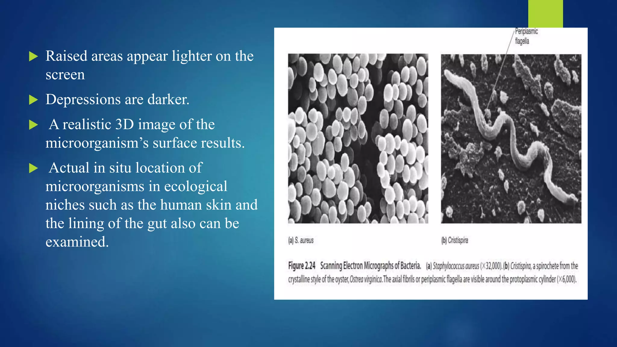  Raised areas appear lighter on the
screen
 Depressions are darker.
 A realistic 3D image of the
microorganism’s surface results.
 Actual in situ location of
microorganisms in ecological
niches such as the human skin and
the lining of the gut also can be
examined.
 