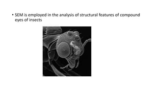 • SEM is employed in the analysis of structural features of compound
eyes of insects
 