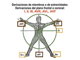 Derivaciones de miembros o de extremidades:
Derivaciones del plano frontal o coronal:
I, II, III, AVR, AVL, AVF
 