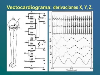 Vectocardiograma: derivaciones X, Y, Z.
 