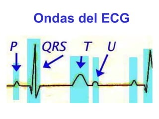 Ondas del ECG
 