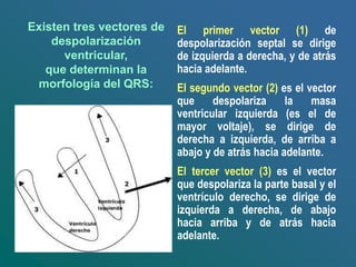Existen tres vectores de
despolarización
ventricular,
que determinan la
morfología del QRS:
El primer vector (1) de
despolarización septal se dirige
de izquierda a derecha, y de atrás
hacia adelante.
El segundo vector (2) es el vector
que despolariza la masa
ventricular izquierda (es el de
mayor voltaje), se dirige de
derecha a izquierda, de arriba a
abajo y de atrás hacia adelante.
El tercer vector (3) es el vector
que despolariza la parte basal y el
ventrículo derecho, se dirige de
izquierda a derecha, de abajo
hacia arriba y de atrás hacia
adelante.
 