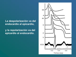 La despolarización va del
endocardio al epicardio,
y la repolarización va del
epicardio al endocardio.
 