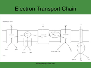 Electron Transport Chain www.freelivedoctor.com 
