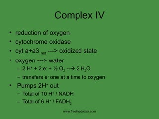 Complex IV reduction of oxygen cytochrome oxidase cyt a+a3  red  ---> oxidized state oxygen ---> water 2 H +  + 2 e -  + ½ O 2  --   2 H 2 O transfers e -  one at a time to oxygen Pumps 2H +  out Total of 10 H +  / NADH Total of 6 H +  / FADH 2 www.freelivedoctor.com 