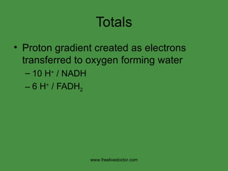 Totals Proton gradient created as electrons transferred to oxygen forming water 10 H +  / NADH 6 H +  / FADH 2 www.freelivedoctor.com 