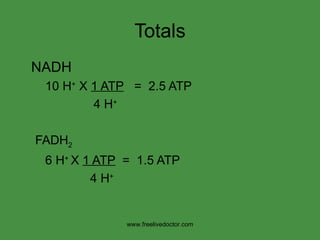 Totals NADH 10 H +  X  1 ATP   =  2.5 ATP   4 H + FADH 2 6 H +  X  1 ATP   =  1.5 ATP   4 H + www.freelivedoctor.com 