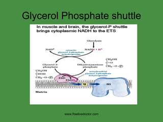 Glycerol Phosphate shuttle www.freelivedoctor.com 