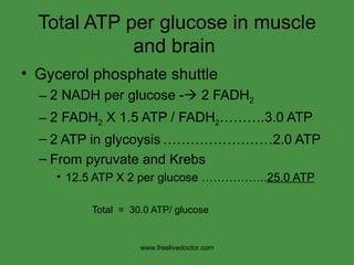Total ATP per glucose in muscle and brain  Gycerol phosphate shuttle 2 NADH per glucose -   2 FADH 2 2 FADH 2  X 1.5 ATP / FADH 2 ……….3.0 ATP 2 ATP in glycoysis ……………………2.0 ATP From pyruvate and Krebs 12.5 ATP X 2 per glucose …………….. 25.0 ATP Total  =  30.0 ATP/ glucose www.freelivedoctor.com 