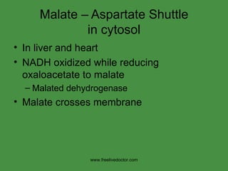 Malate – Aspartate Shuttle in cytosol In liver and heart NADH oxidized while reducing oxaloacetate to malate Malated dehydrogenase Malate crosses membrane www.freelivedoctor.com 