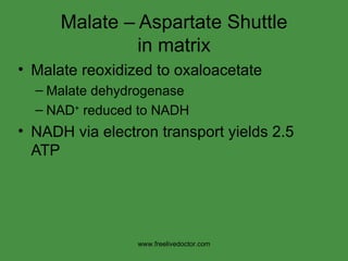 Malate – Aspartate Shuttle in matrix Malate reoxidized to oxaloacetate Malate dehydrogenase NAD +  reduced to NADH NADH via electron transport yields 2.5 ATP Mlate – Aspartate Shuttle in cytosol www.freelivedoctor.com 