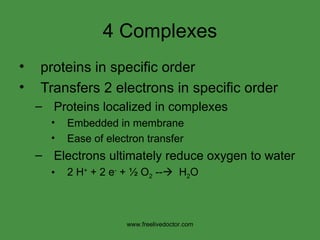 4 Complexes proteins in specific order Transfers 2 electrons in specific order Proteins localized in complexes Embedded in membrane Ease of electron transfer Electrons ultimately reduce oxygen to water 2 H +  + 2 e -  + ½ O 2  --    H 2 O www.freelivedoctor.com 