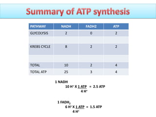 PATHWAY NADH FADH2 ATP
GLYCOLYSIS 2 0 2
KREBS CYCLE 8 2 2
TOTAL 10 2 4
TOTAL ATP 25 3 4
1 NADH
10 H+ X 1 ATP = 2.5 ATP
4 H+
1 FADH2
6 H+ X 1 ATP = 1.5 ATP
4 H+
 