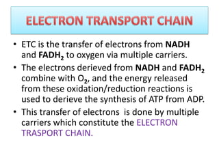 • ETC is the transfer of electrons from NADH
and FADH2 to oxygen via multiple carriers.
• The electrons derieved from NADH and FADH2
combine with O2, and the energy released
from these oxidation/reduction reactions is
used to derieve the synthesis of ATP from ADP.
• This transfer of electrons is done by multiple
carriers which constitute the ELECTRON
TRASPORT CHAIN.
 