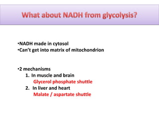 •NADH made in cytosol
•Can’t get into matrix of mitochondrion
•2 mechanisms
1. In muscle and brain
Glycerol phosphate shuttle
2. In liver and heart
Malate / aspartate shuttle
 