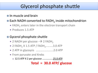 Glycerol phosphate shuttle
 In muscle and brain
 Each NADH converted to FADH2 inside mitochondrion
 FADH2 enters later in the electron transport chain
 Produces 1.5 ATP
 Gycerol phosphate shuttle
 2 NADH per glucose - 2 FADH2
 2 FADH2 X 1.5 ATP / FADH2……….3.0 ATP
 2 ATP in glycoysis ……………………2.0 ATP
 From pyruvate and Krebs
 12.5 ATP X 2 per glucose ……………..25.0 ATP
Total = 30.0 ATP/ glucose
 