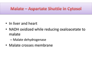 • In liver and heart
• NADH oxidized while reducing oxaloacetate to
malate
– Malate dehydrogenase
• Malate crosses membrane
 