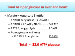 • Malate – Aspartate Shuttle
– 2 NADH per glucose - 2 NADH
– 2 NADH X 2.5 ATP / NADH…………5.0 ATP
– 2 ATP from glycolysis………………..2.0 ATP
– From pyruvate and Krebs
• 12.5 ATP X 2 per glucose ……………..25.0 ATP
Total = 32.0 ATP/ glucose
 