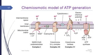 Chemiosmotic model of ATP generation
Thursday,
September 15,
2016
Rajesh Chaudhary
17
 