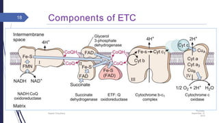 Electron transport chain | PDF