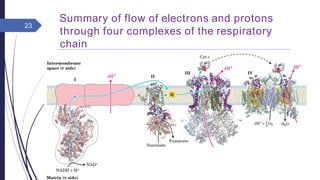 Summary of flow of electrons and protons
through four complexes of the respiratory
chain
Thursday,
September 15,
2016
Rajesh Chaudhary
23
 