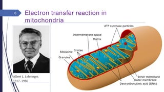 Electron transfer reaction in
mitochondria
6
 
