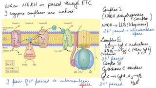 Electron transport chain