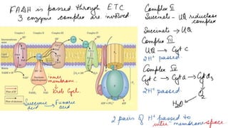 Electron transport chain