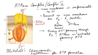 Electron transport chain