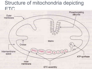 Electron Transport Chain | PPTX