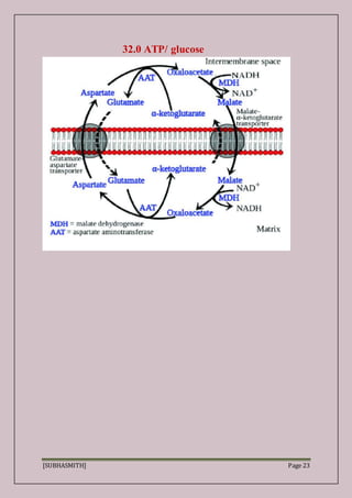 [SUBHASMITH] Page 23
32.0 ATP/ glucose
 