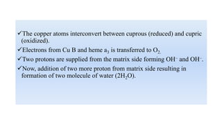 electrontransportchain of science grade8 | PDF